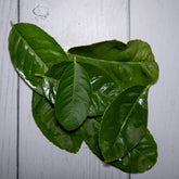Lemon Leaves / Nimbu Ke Patte -  100 % Natural & Farm Fresh  Herbs